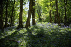 Ashcombe Woodland