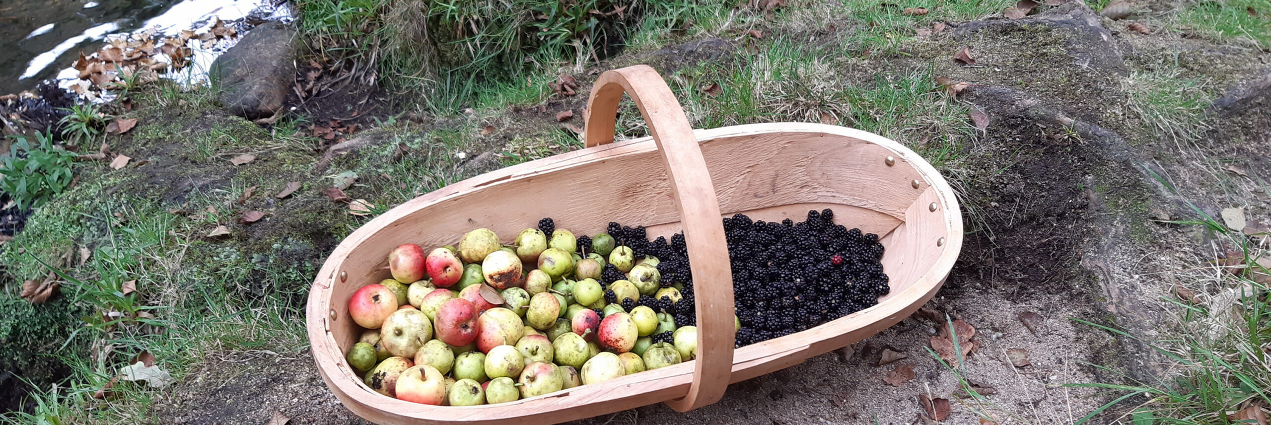 Foraged & Wild